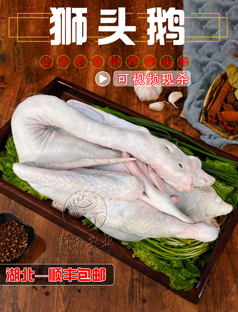 狮头鹅详情_01.jpg