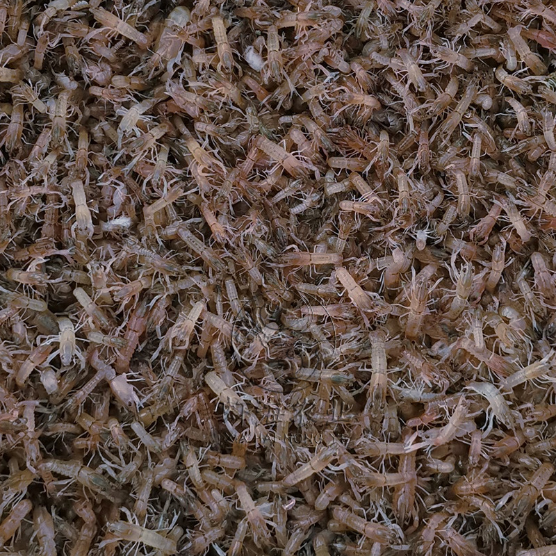 澳洲淡水龍蝦蝦苗育苗培育基地直發